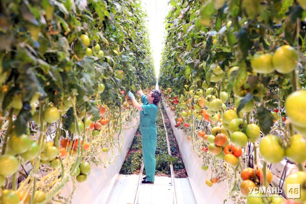 363 рабочих места появится в Усманском районе с открытием второй очереди теплиц «Овощи Черноземья»