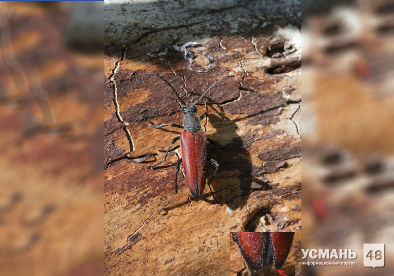 Очень редкий вид жуков впервые обнаружен в Усманском районе