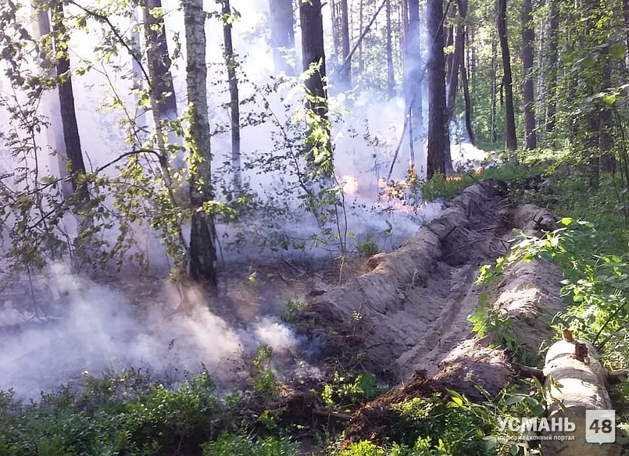 На месте пожара в Воронежском заповеднике со стороны Усмани нашли следы поджога
