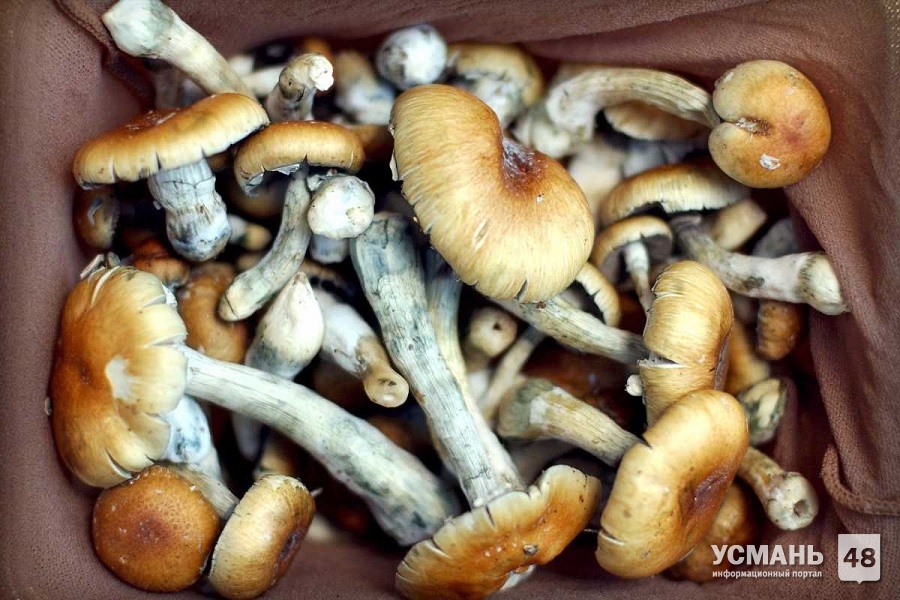В Липецкой области множатся жертвы грибов