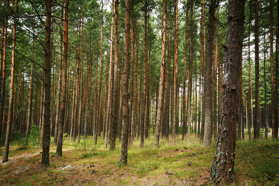 В Воронежском заповеднике прошли съёмки в рамках Проекта «Заповедная России» для телекомпании МТРК «Мир»