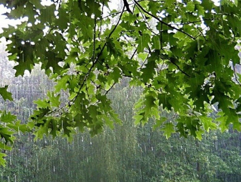 В Липецкую область возвращаются дожди