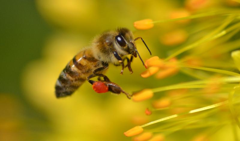 В Липецкой области погибло 2400 пчелосемей