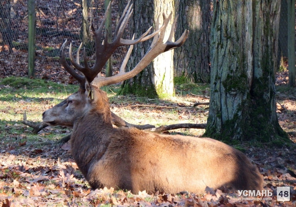 В Усманском районе браконьеры убили оленя