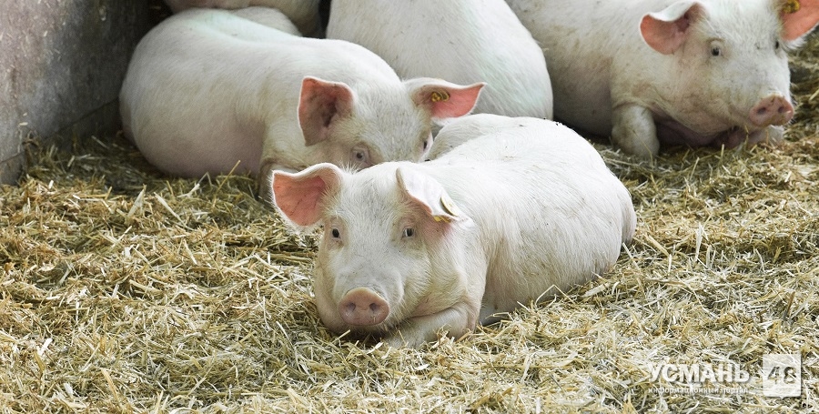 В Липецкой области растет поголовье свиней