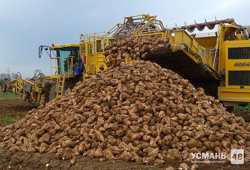 Аграрии Липецкой области собрали рекордный урожай сахарной свеклы