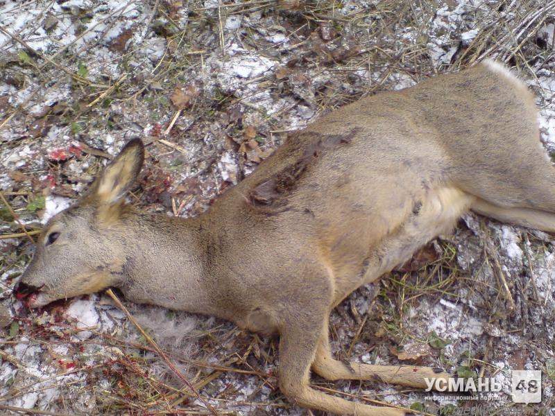 В Усманском районе за браконьерство задержали охотника