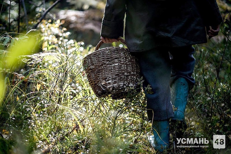 В Усманском районе грибники нашли в лесу скелетированный труп