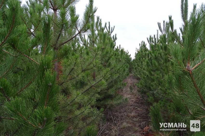 В Липецкой области елки и сосны берут под усиленную охрану