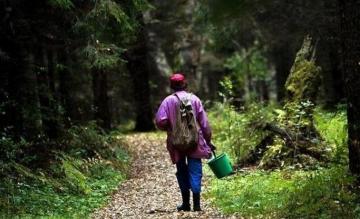 В Усмани нашли заблудившихся в лесу пенсионерок