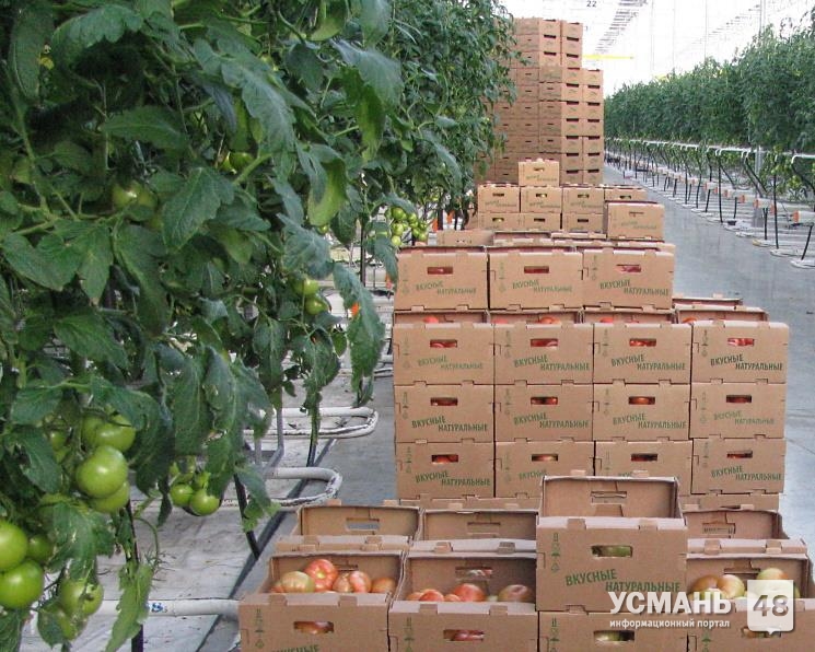 В Липецкой области собрали более 110 тысяч тонн овощей закрытого грунта