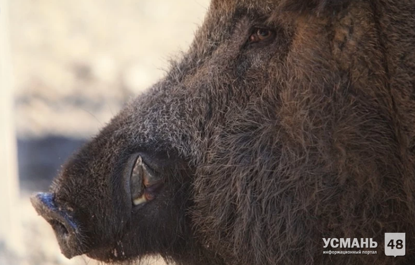 В Липецкой области из-за африканской чумы свиней отстреливают кабанов