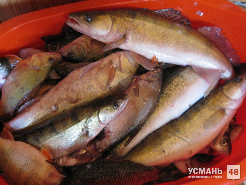 В Липецкой области с 15 марта вводятся ограничения на ловлю рыбы