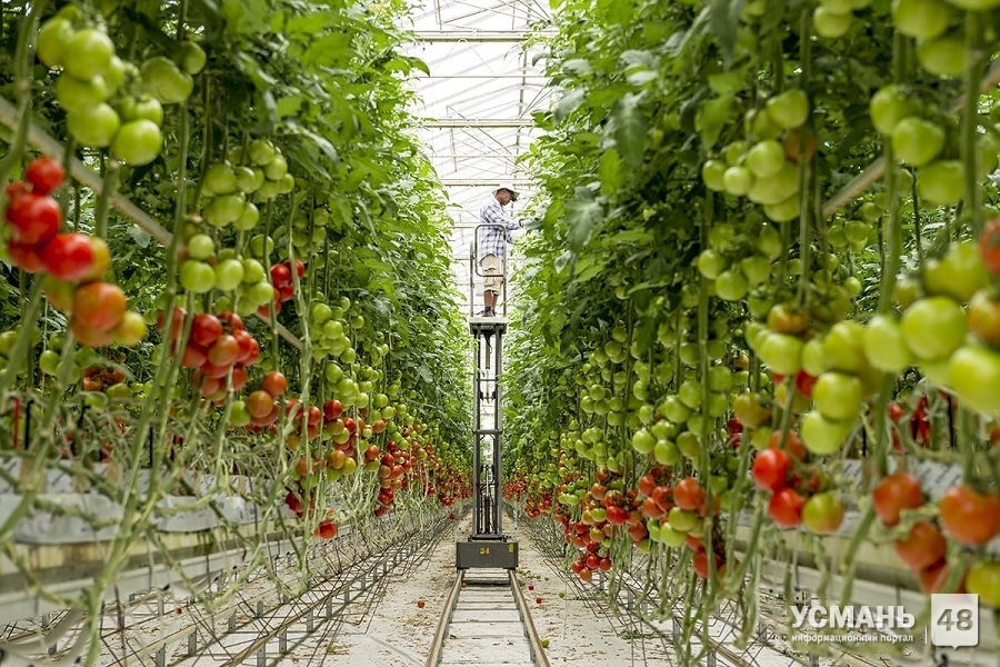 Предприятия Липецкой области наращивают производство тепличных овощей