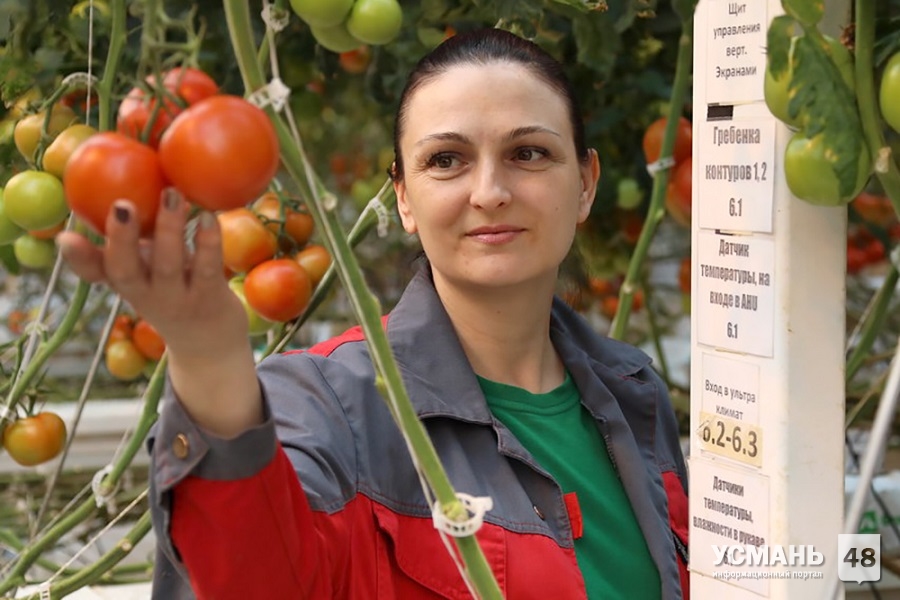 Более 35 тысяч тонн тепличных овощей собрали в Липецкой области с начала 2020 года.
