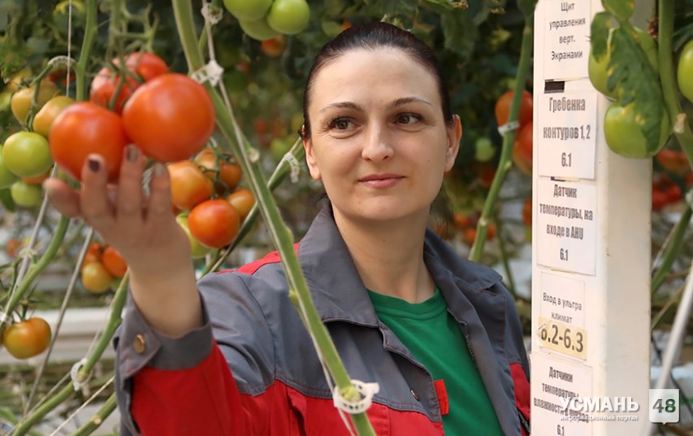 Сельхозпредприятия Липецкой области собрали 71 тысячу тонн тепличных овощей.