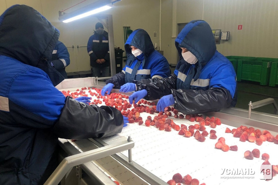 Усманская «Фрагария» заработала на выращивании ягод 19 млн рублей
