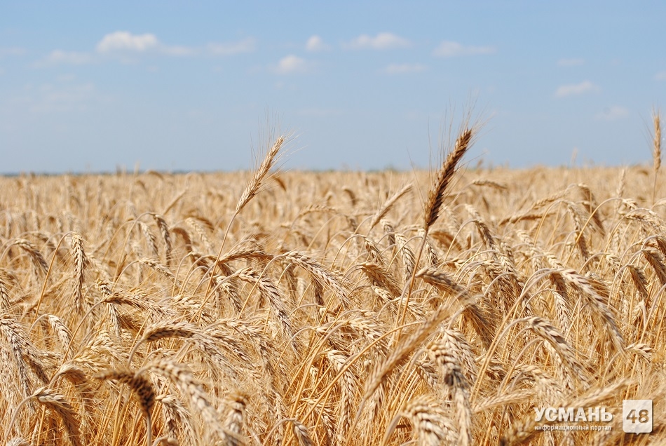 В Усманском районе самая высокая урожайность зерновых в Липецкой области