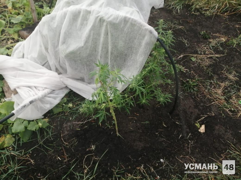 Житель Усманского района вырастил на огороде  57 кустов конопли