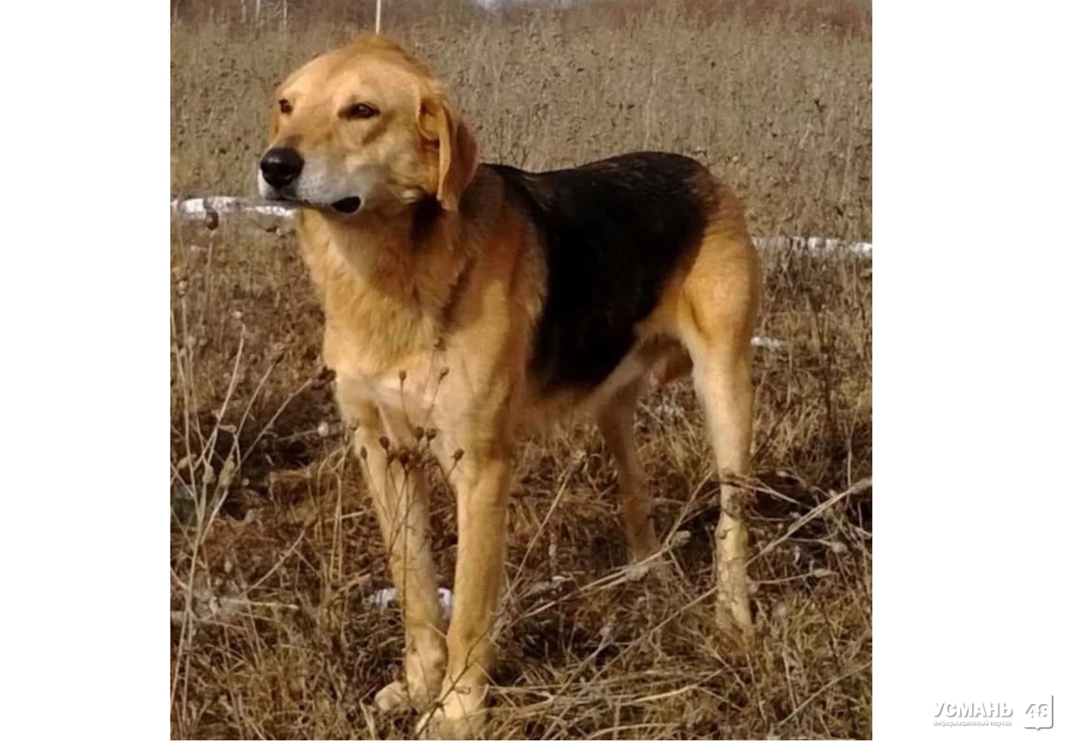 Пропала собака русская гончая
