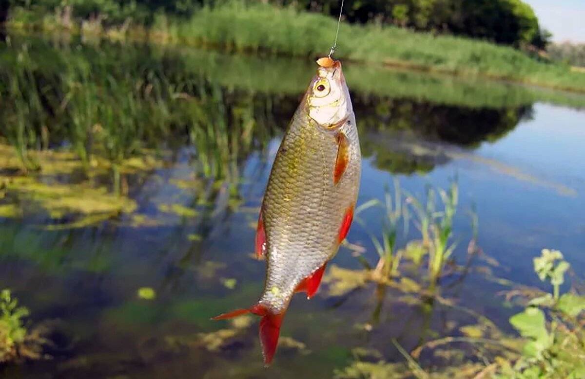 В Липецкой области 40% рыбы, выловленной в реках Дон, Воронеж, Усманка, Красивая Меча заражено паразитами - описторхозом и псевдамфистомозом