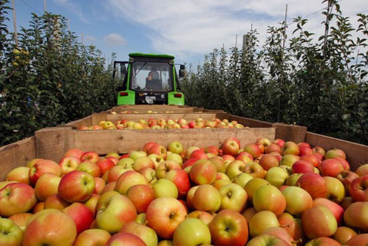 Около 70 тыс. тонн яблок соберут аграрии Липецкой области в этом году.