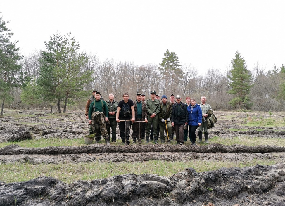4 гектара сосен высадили в Усманском районе липецкие лесники.