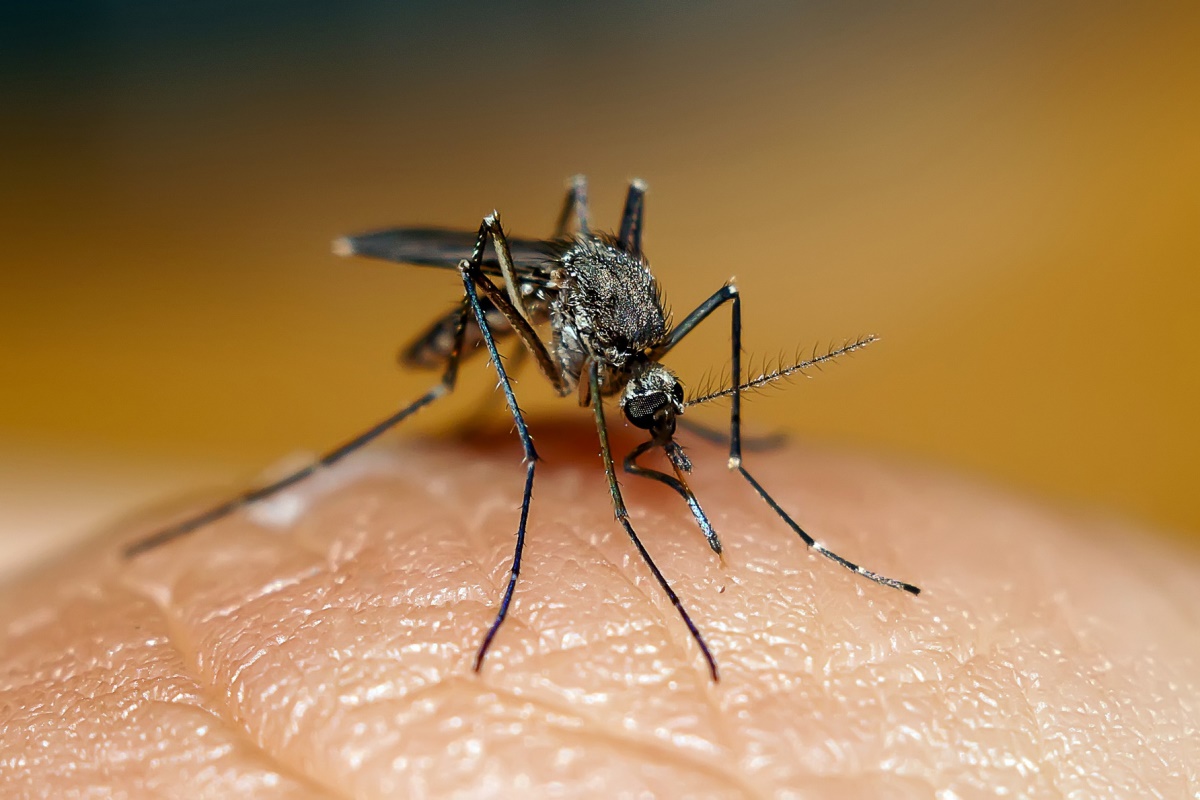 В Липецкой области начинают усиленно бороться с комарами. В этом сезоне их численность будет больше среднемноголетних значений.