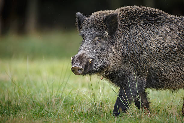 На граничащей с Липецкой областью территории Воронежской области выявили африканскую чуму свиней.
