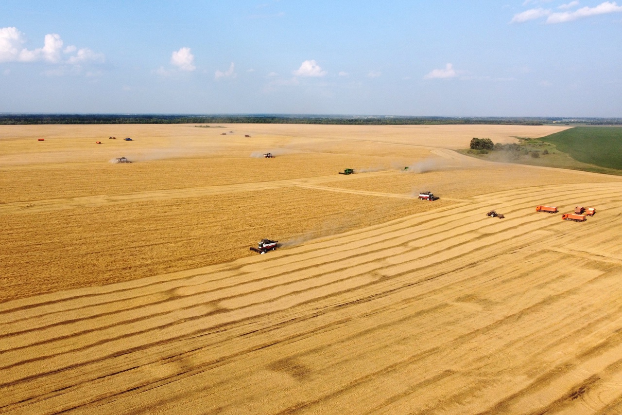 Уборка зерновых в Липецкой области приближается к экватору.