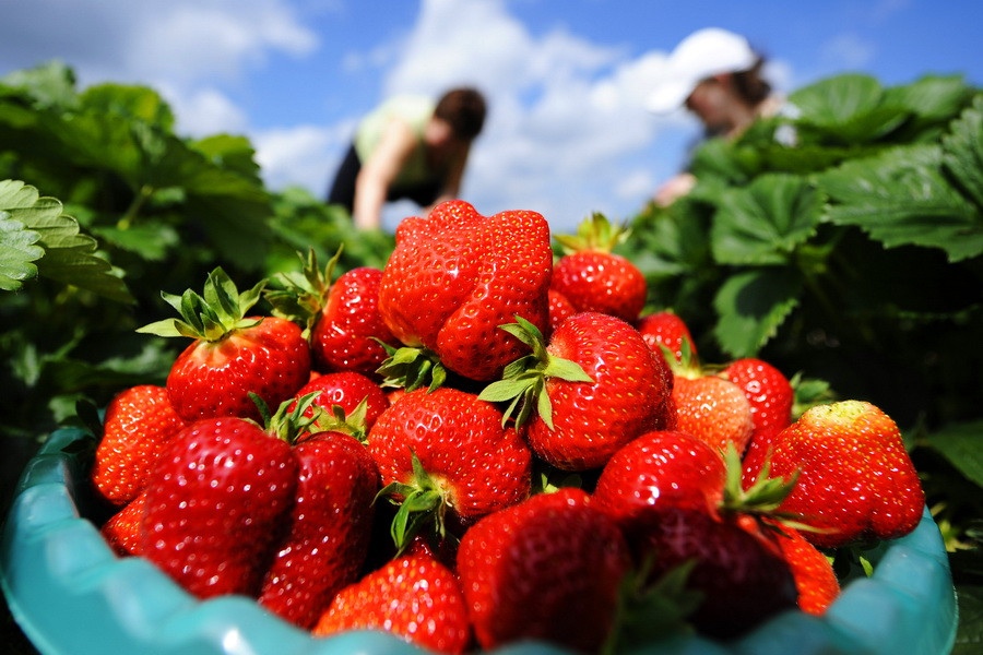 В Липецкой области в разгаре клубничный сезон. В хозяйствах собрали более пятисот тонн ягоды.