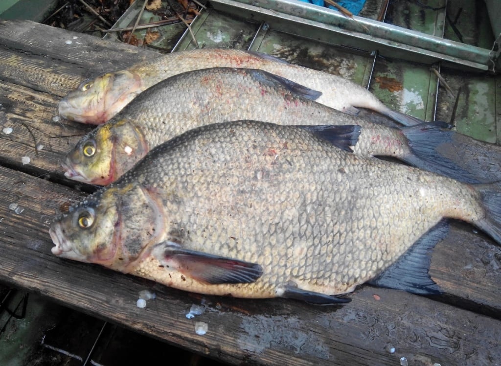 Речная рыба в Липецкой области может быть опасна для здоровья.