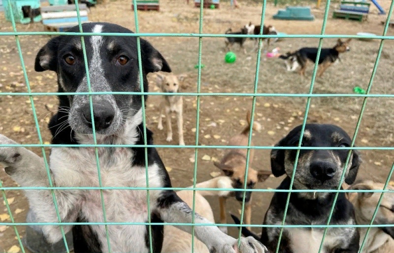 С начала года в Липецкой области отловлено 2496 собак.