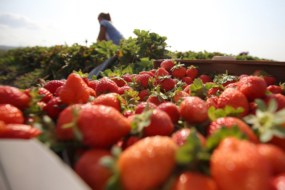 В Липецкой области собрали ягод больше, чем в прошлом году.