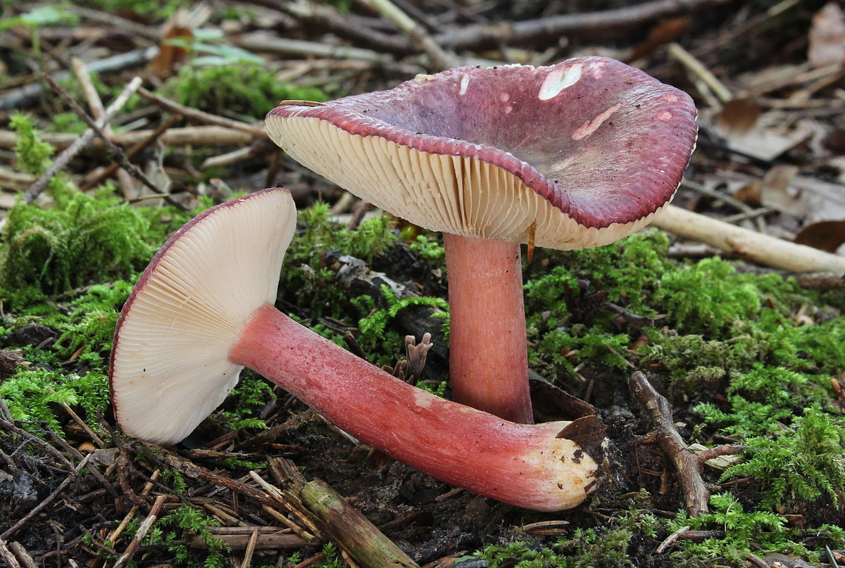 За выходные в Липецкой области грибами отравились три человека.