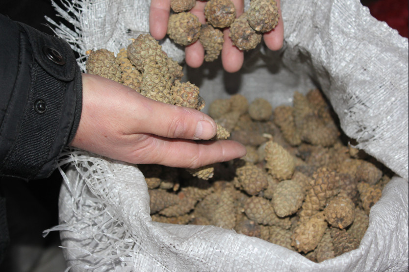 Заготовка семян сосны началась в Усманском районе.
