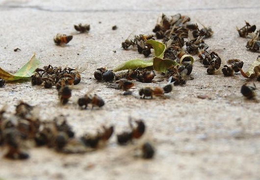 За неделю в Липецкой области произошло четыре случая массовой гибели пчел.