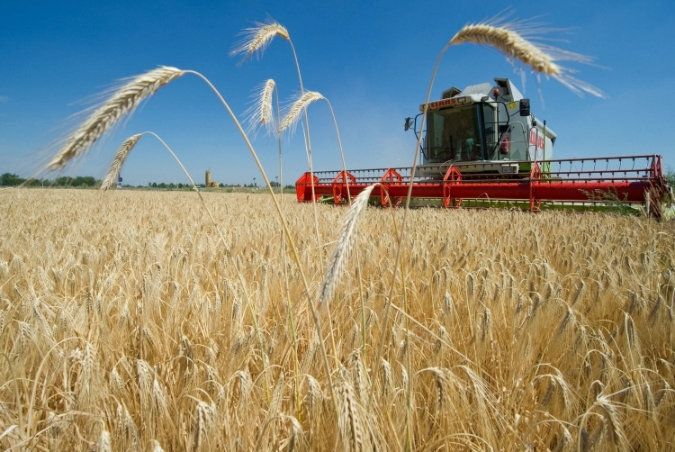 Уборка урожая зерновых началась в Липецкой области.