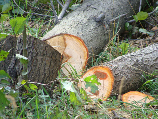 В Усманском районе железнодорожники незаконно вырубили лес на 24 миллиона рублей