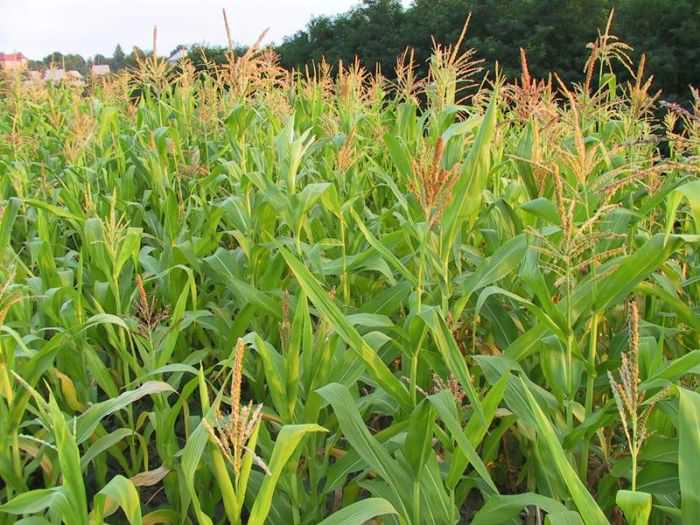 Липецкая область увеличивает посевы кукурузы