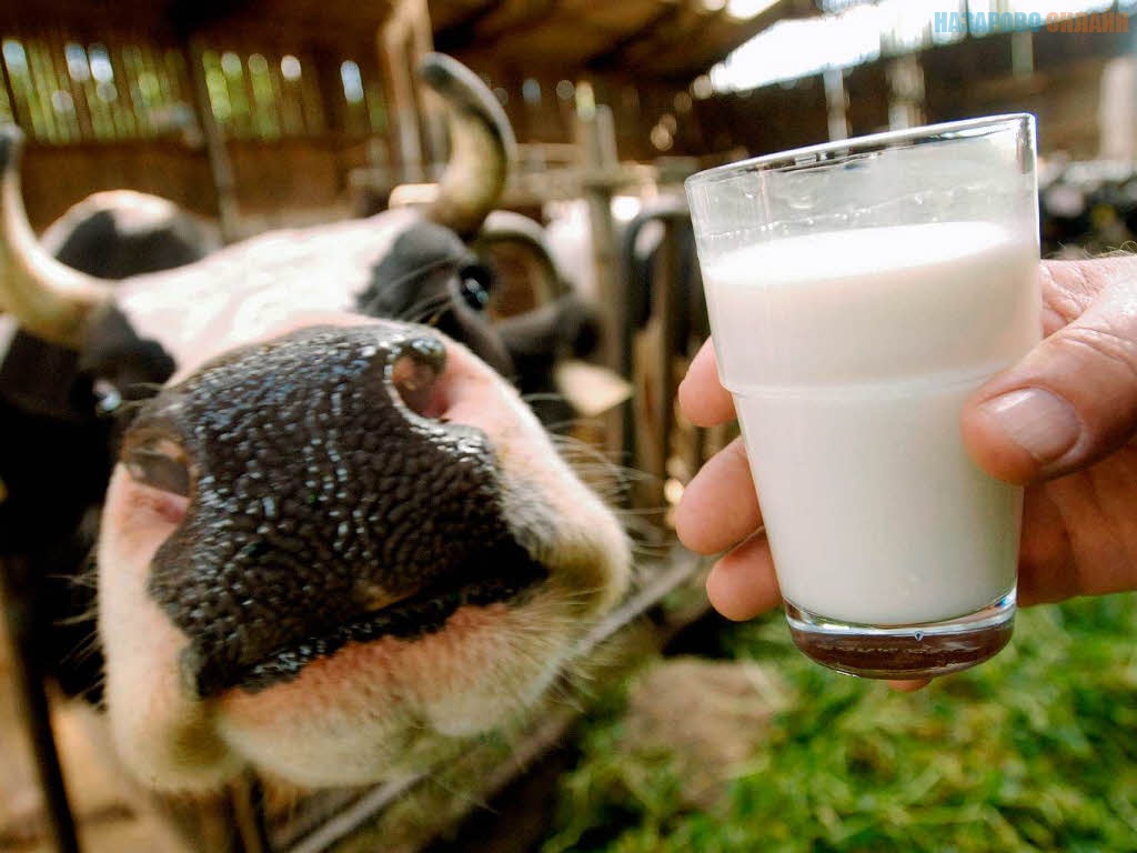 Обзор молочной отрасли Липецкой области