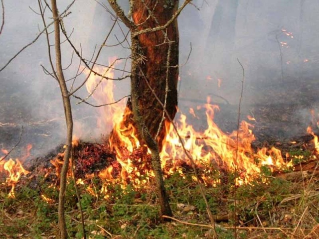 В Усманском районе горит государственный биосферный заповедник