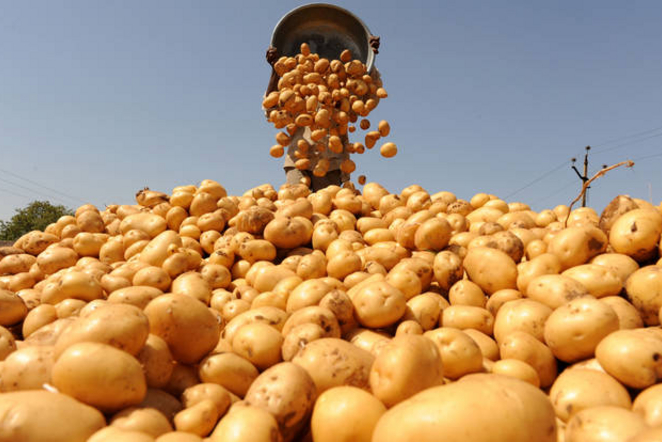 В Усманском районе завершается уборка картофеля.