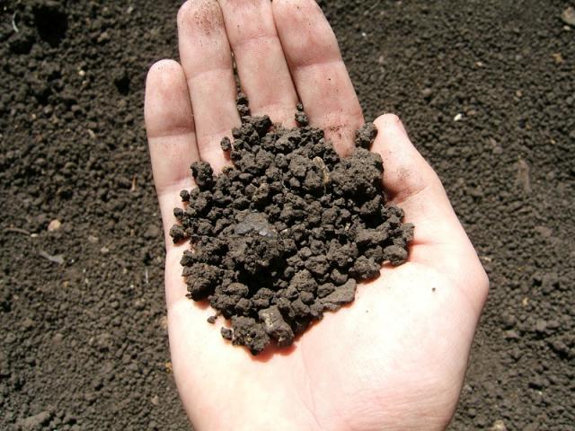 В Усманском районе образцы почвы были взяты для анализа на наличие в них цезия -137