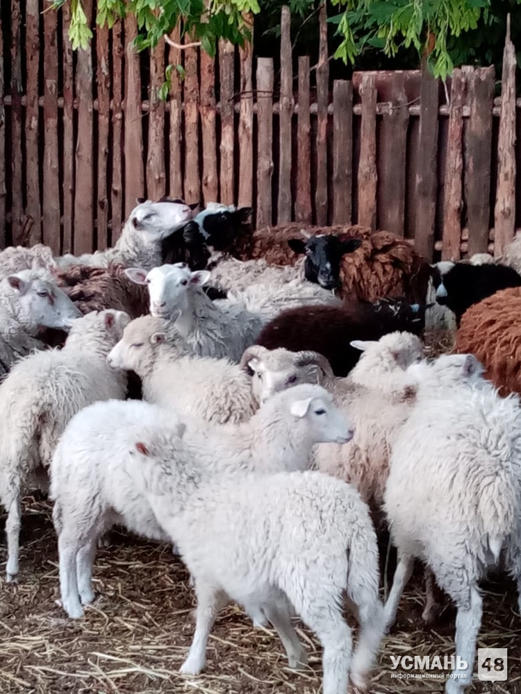 Куплю овец ягнят. Продается баран. Продаются ягнята. Овцы на продажу. Продам барана.