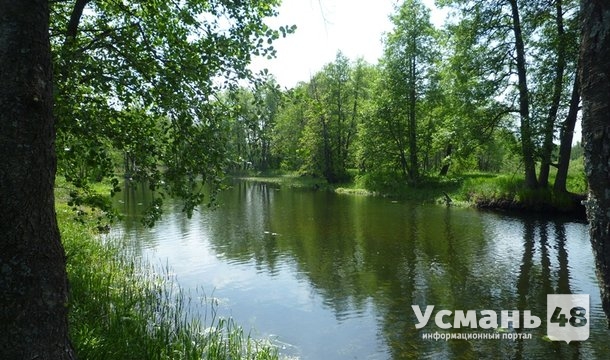 По многовековому усманскому лесу можно совершить 3D-виртуальный тур