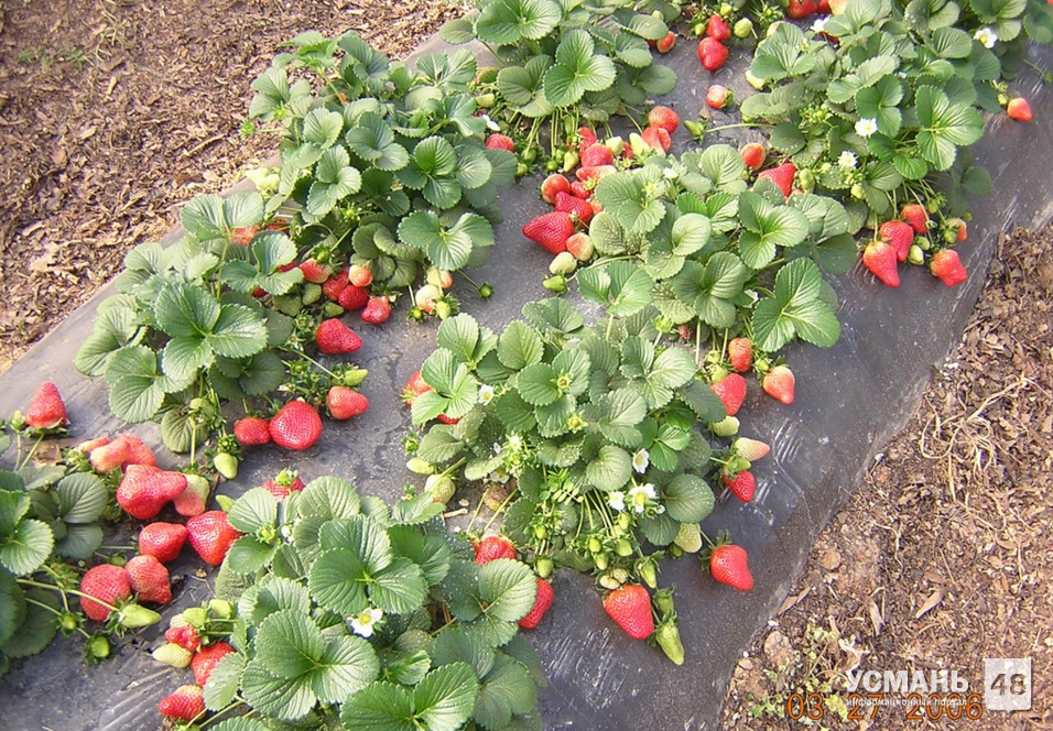 Снабжающая Danone замороженными ягодами компания «Фрагария» готовится к началу осени запустить завод в Усманском районе