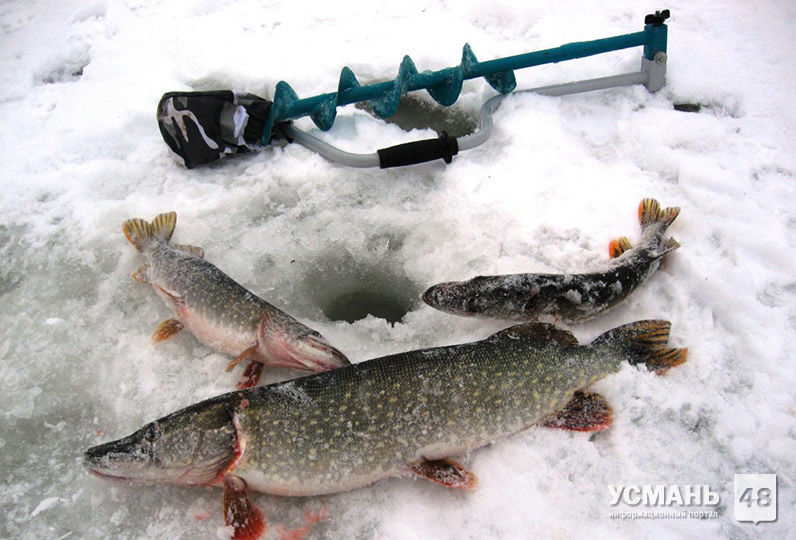 Усманец порыбачил на 10 000 рублей
