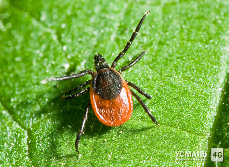 В Липецкой области клещи покусали уже 1111 человек