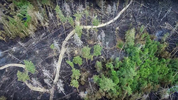 Последствия крупнейшего пожара в Воронежском заповеднике попали на видео